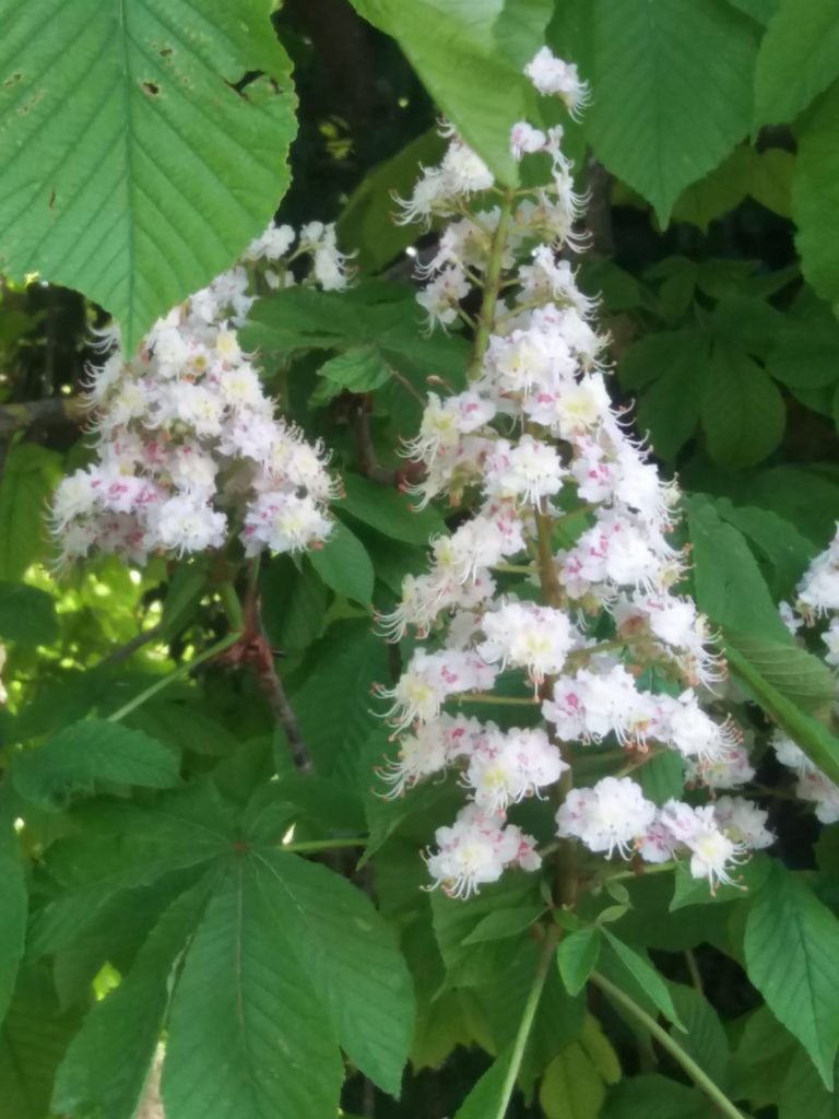 Un coin de nature en direct du Vexin