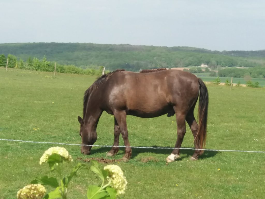 Un coin de nature en direct du Vexin